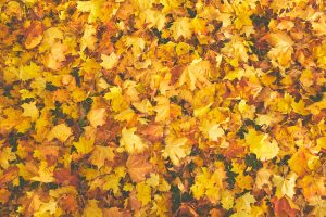 otoño salud